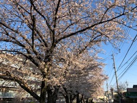 桜咲く③