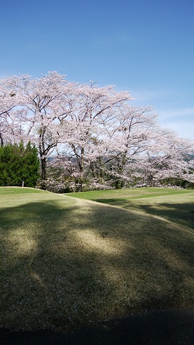 桜.jpg