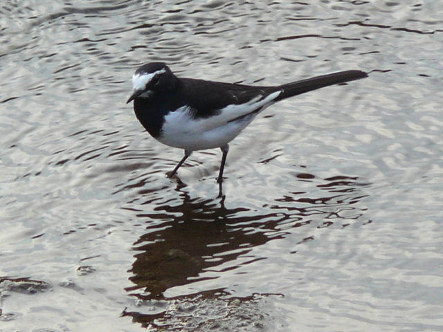 Segurosekirei_06f7982v.jpg